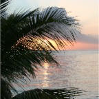 Sunset Palm.JPG