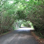 Tree Tunnel.JPG