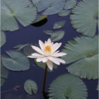 Water Lily.JPG